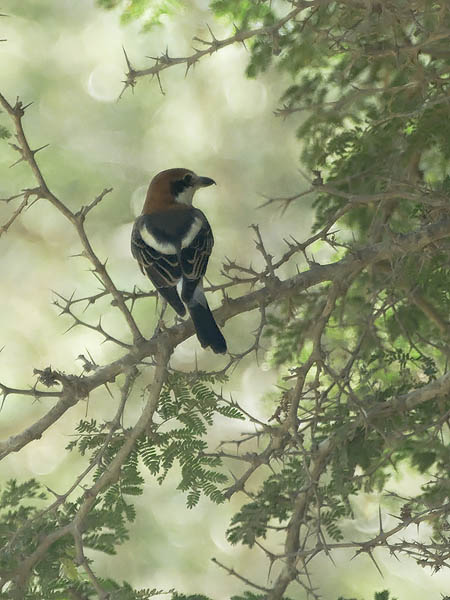 Punapäälepinkäinen, Woodchat Shrike, Lanius senator